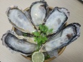 Hàu Hyogo Nhật Bản Chuẩn Sashimi giá tốt