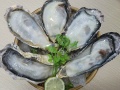 Hàu Hyogo Nhật Bản Chuẩn Sashimi giá tốt
