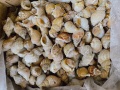 Ốc bulot size 15/30 & 30/50 con