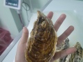 Hàu Hyogo Nhật Bản Chuẩn Sashimi giá tốt