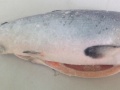 Cá Hồi Đông Lạnh Nguyên Con