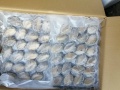 Bào ngư size 20/25 