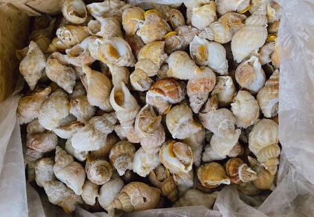 Ốc bulot size 15/30 & 30/50 con